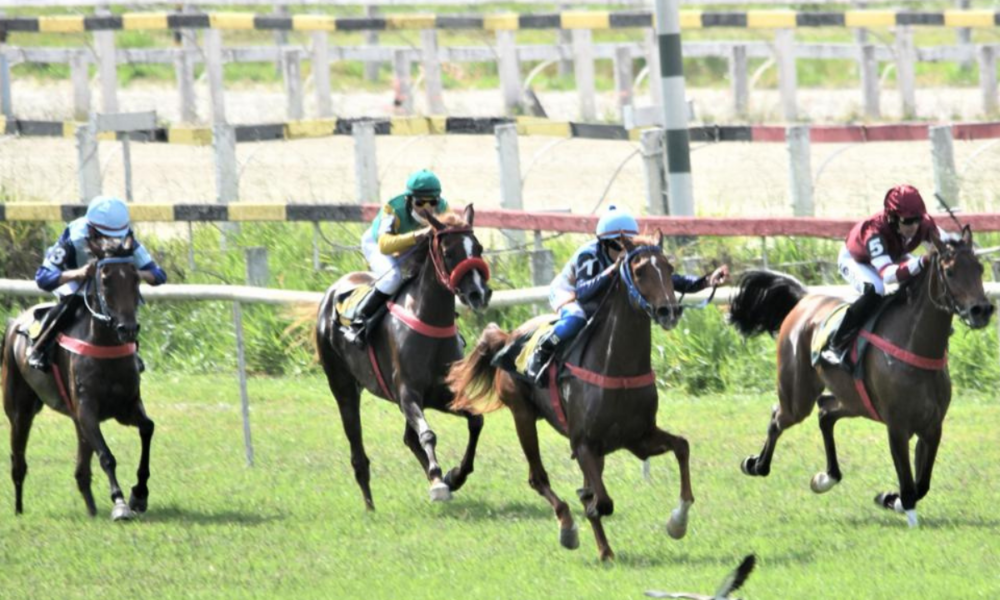 Fêmeas da raça Árabe disputam Prêmio UAE Presidente Cup Series - Maiden Horses neste sábado
