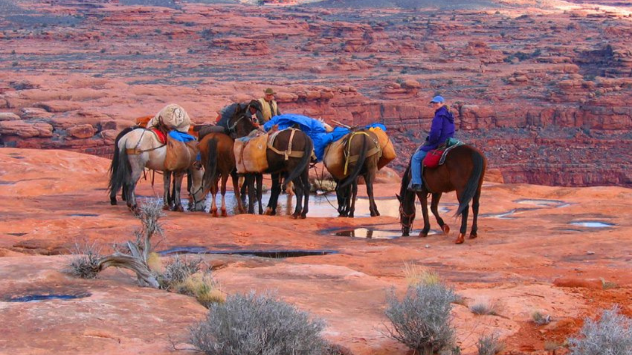 Grand Canyon a cavalo