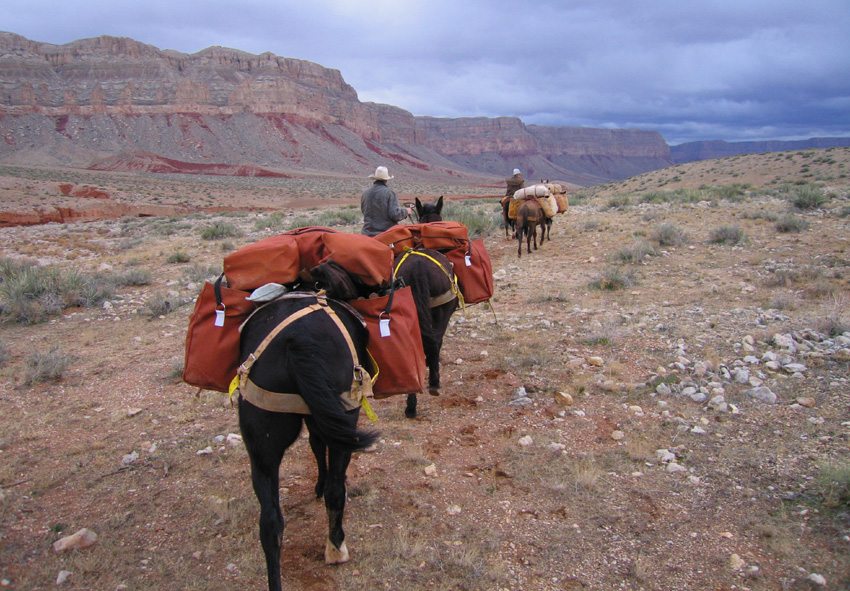 Grand Canyon a cavalo
