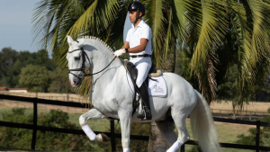 Live Rocas do Vouga apresentará história do haras e sua criação de cavalos Puro Sangue Lusitano