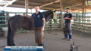 Modificação simples na ferradura ajuda o cavalo a não tropeçar