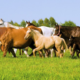 Parceria de laboratório com a Associação do Cavalo Quarto de Milha visa a rastreabilidade de laudos laboratoriais