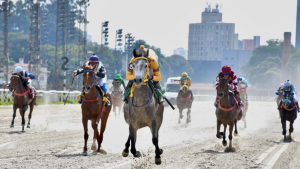 Syndicates viabilizam a aquisição de cavalos de corrida