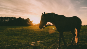 Saiba como preparar o seu cavalo para estação de monta