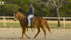 TV UC – 10 dias sem montar meu cavalo