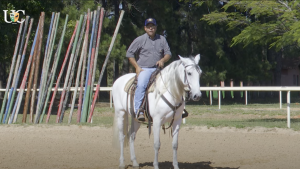 Transições limpas e precisas para o seu cavalo