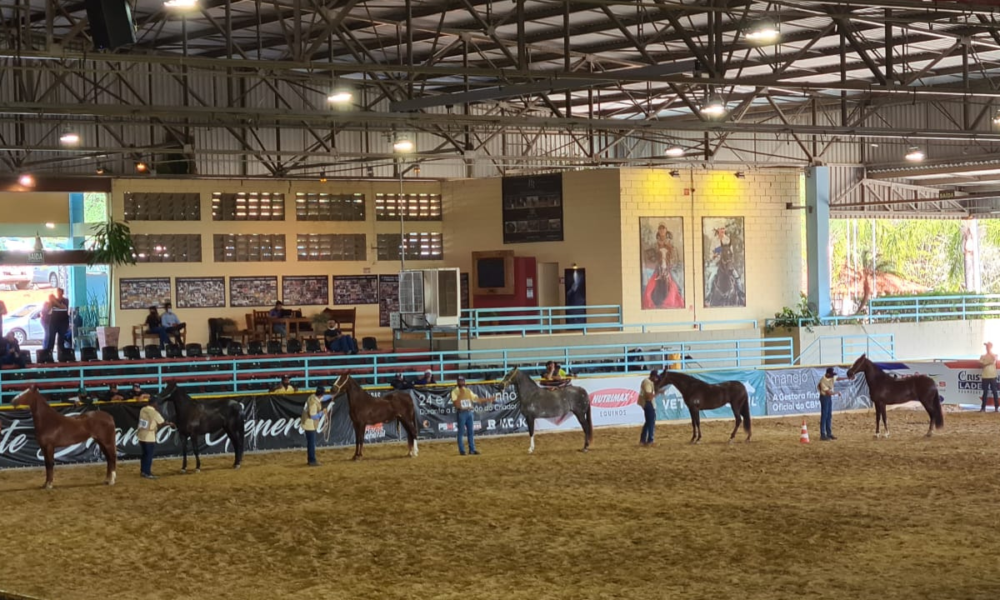 Vetnil investe na equinocultura e incentiva os esportes equestres no Brasil