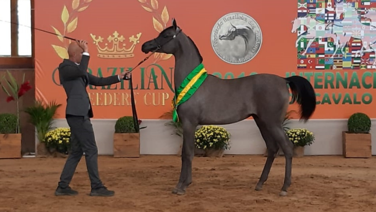 Brazilian Breeders’ Cup é destaque da próxima edição do Programa do Cavalo Árabe