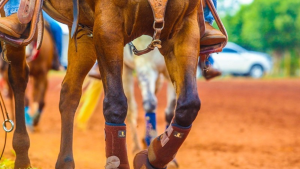 44º Campeonato Nacional já tem os primeiros campeões