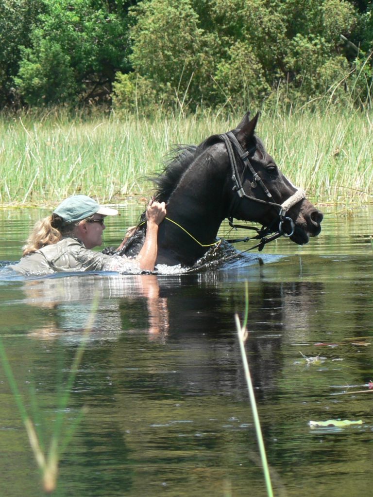 Colocando comer para os cavalos YouTube Colocando comer para os cavalos YouTube