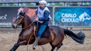 Classificatórias ao Freio de Ouro selecionam novos animais para as finais