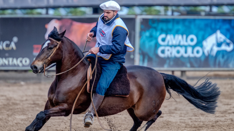 Classificatórias ao Freio de Ouro selecionam novos animais para as finais