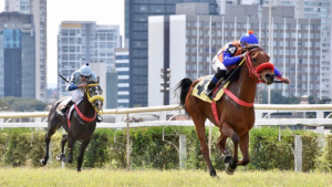 Fêmeas da raça Árabe movimentam pista de grama do Jockey Club de São Paulo