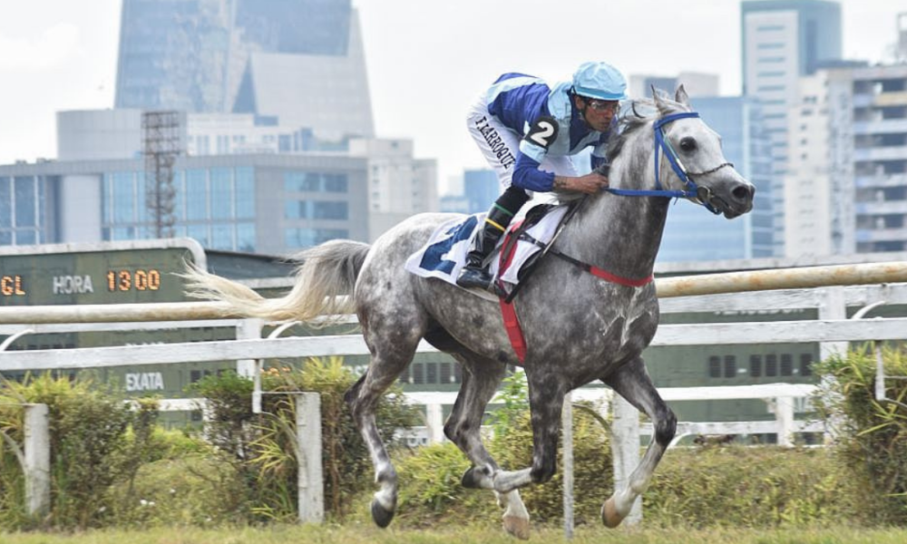 Sete machos da raça Árabe se enfrentaram no último sábado (07), nos 1.000 m na pista de grama do Jockey Club de São Paulo, pelo Prêmio UAE President Cup Series - Maiden Horses.
