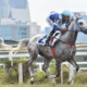 Sete machos da raça Árabe se enfrentaram no último sábado (07), nos 1.000 m na pista de grama do Jockey Club de São Paulo, pelo Prêmio UAE President Cup Series - Maiden Horses.