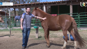 Quando o cavalo perde somente uma ferradura