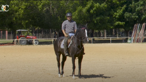 Quebrando a rotina do cavalo de Salto