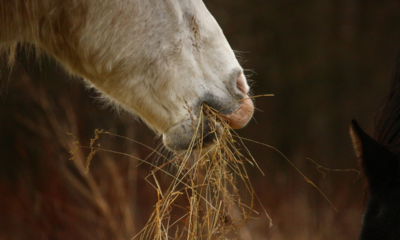 Botulismo pode causar paralisia de membros e até morte em cavalos