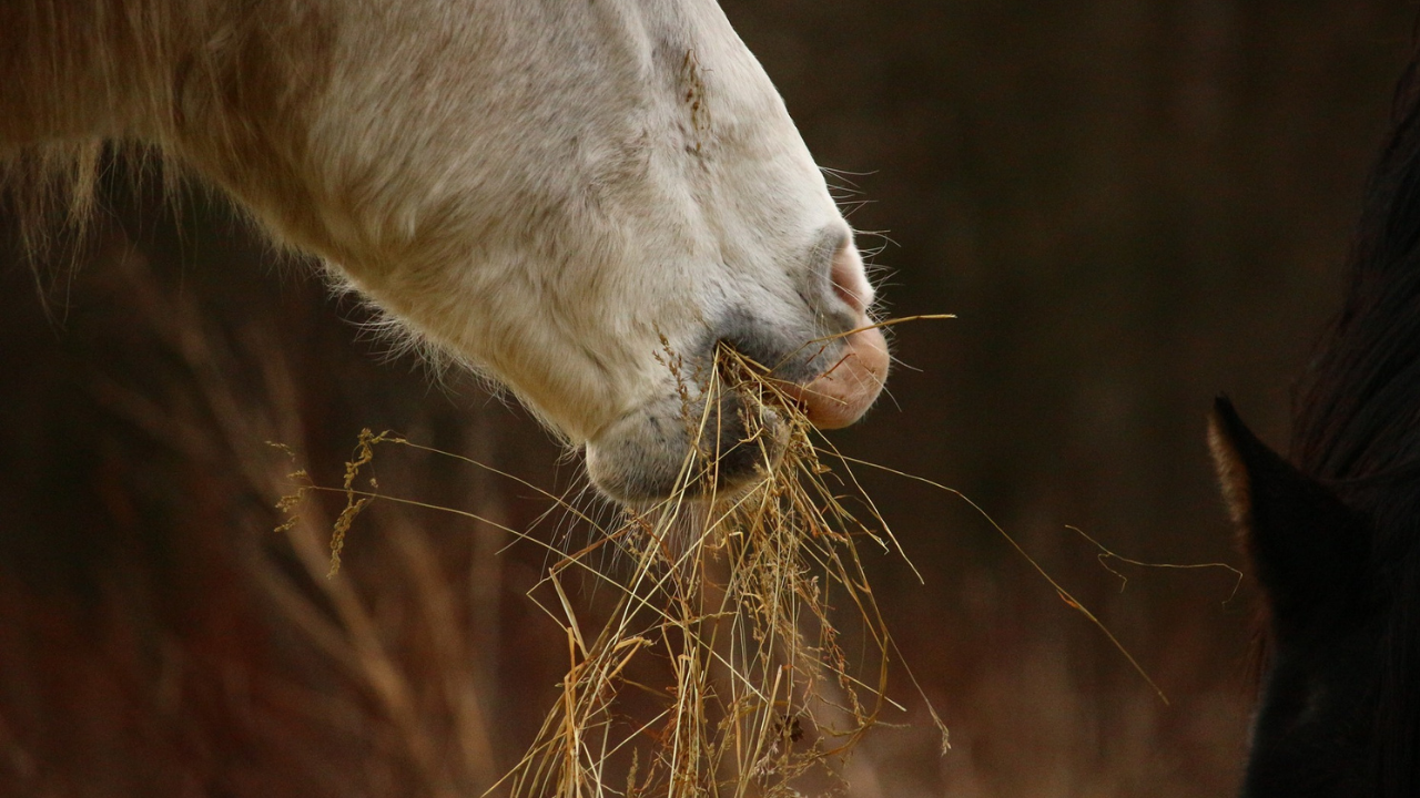 Botulismo pode causar paralisia de membros e até morte em cavalos