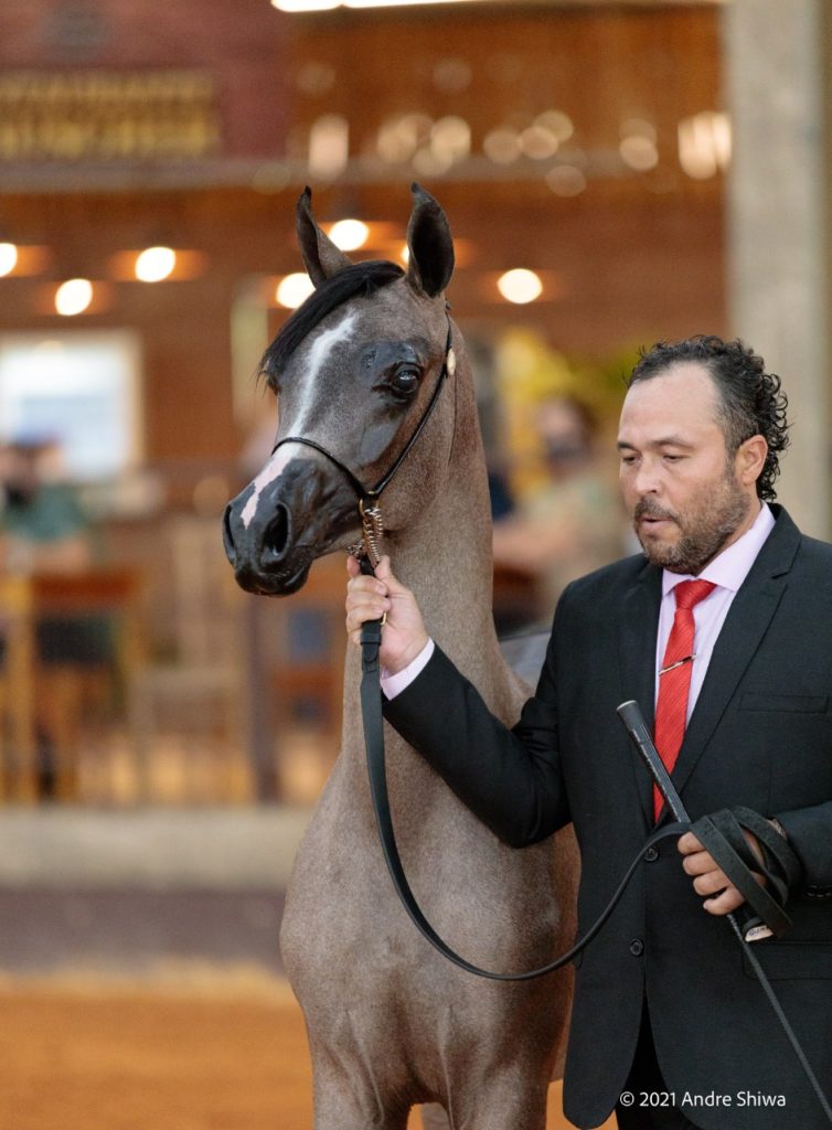 Bragança Paulista (SP) recebe Exposição do Cavalo Árabe neste sábado