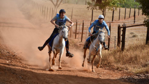 Cavalo Árabe se sobressai durante o 30º Campeonato Brasileiro de Enduro Equestre