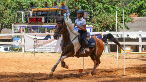 Conjuntos formados com exemplares Árabes se preparam para a V Etapa do Campeonato ABHIR