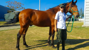 Equinos do Exército Brasileiro reforçam segurança nacional e fomentam modalidade de Hipismo no país