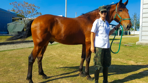 Equinos do Exército Brasileiro reforçam segurança nacional e fomentam modalidade de Hipismo no país