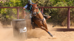 Funcionalidade do cavalo Árabe é destaque do Leilão Haras Cruzeiro