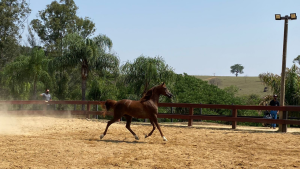 Haras Cruzeiro apresenta animais que serão ofertados no leilão