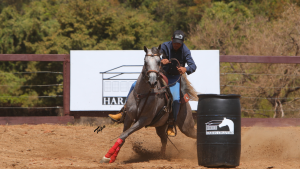 Haras Cruzeiro cria programa de incentivo exclusivo para animais adquiridos no leilão