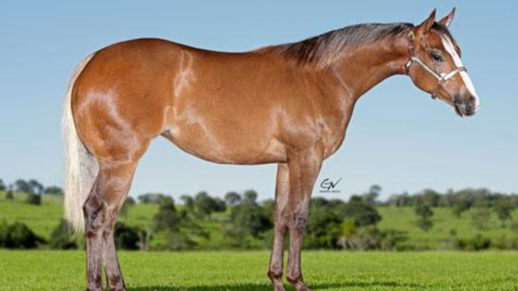 Haras Império participa do 11º Leilão Quarter Horse In Family