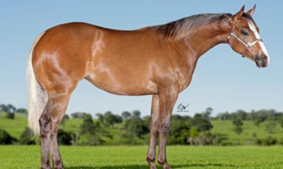 Haras Império participa do 11º Leilão Quarter Horse In Family