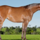 Haras Império participa do 11º Leilão Quarter Horse In Family