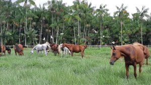 Haras Tauarí leva a funcionalidade do cavalo Árabe para Belém