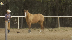 Invista em trabalho de chão com seu cavalo