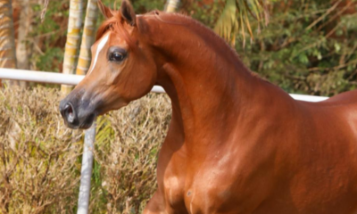 Leilão Rach Stud Classic apresenta a melhor genética do cavalo Árabe