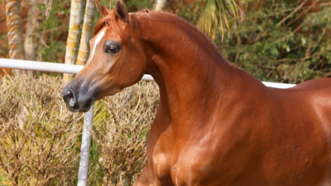 Leilão Rach Stud Classic apresenta a melhor genética do cavalo Árabe