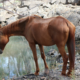 Leptospirose pode afetar equinos, causando mortes em casos mais graves