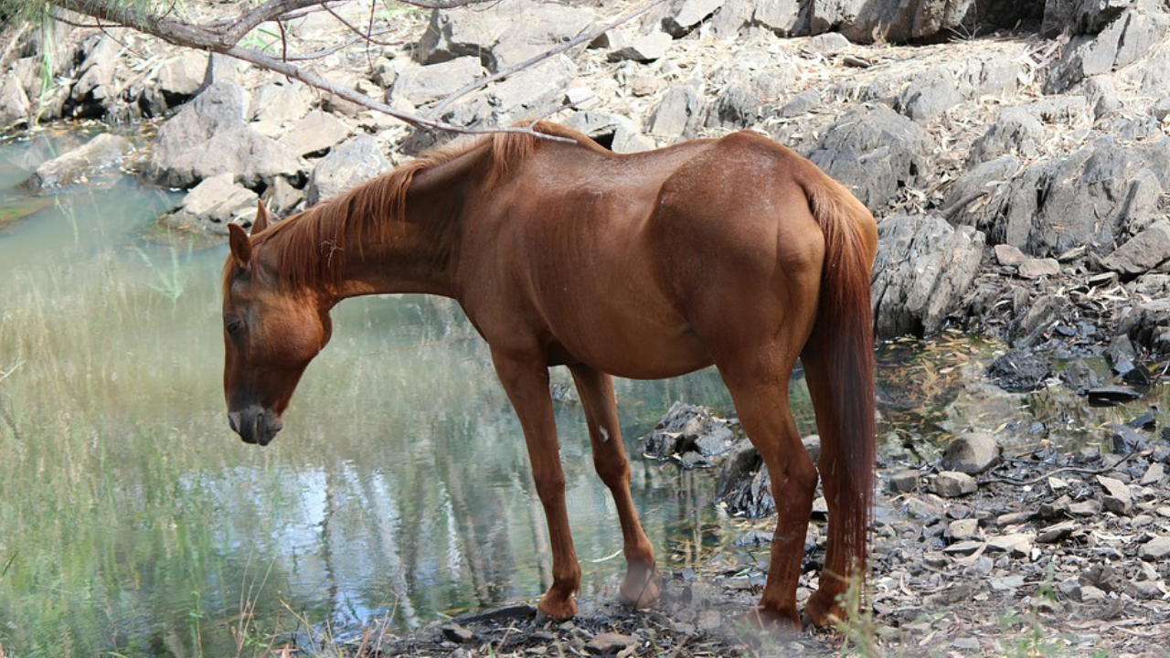 Leptospirose pode afetar equinos, causando mortes em casos mais graves