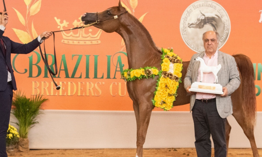 Tatuí sedia grandes eventos do cavalo Árabe nesta semana