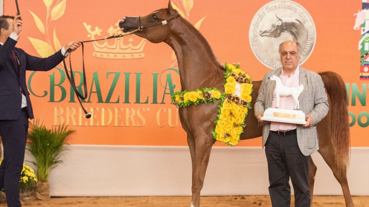 Tatuí sedia grandes eventos do cavalo Árabe nesta semana