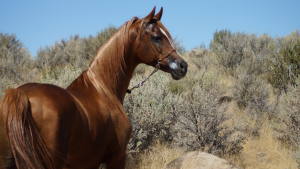 Quanto vale o meu cavalo?