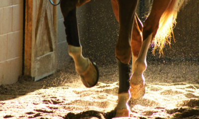Cuidado com os cascos é indispensável para cavalos atletas