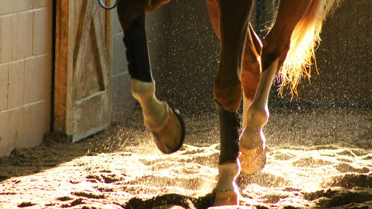 Cuidado com os cascos é indispensável para cavalos atletas