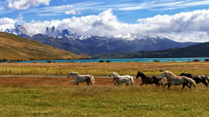 Estação de monta equina: planejamento nutricional influencia no ciclo reprodutivo