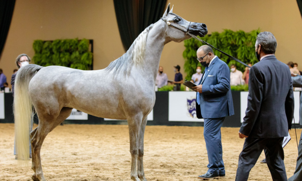 Exposição do Cavalo Árabe reunirá mais de 130 animais de criadores do Brasil, Chile e Catar