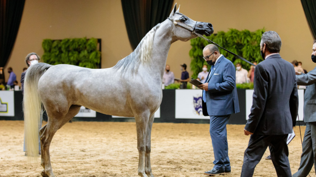 Exposição do Cavalo Árabe reunirá mais de 130 animais de criadores do Brasil, Chile e Catar