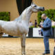 Exposição Nacional do Cavalo Árabe chega à sua 40ª edição em 2021