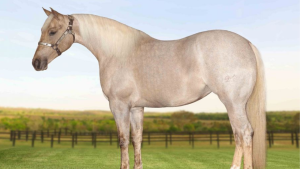 Haras Império é um dos convidados da 4ª edição do Malai Quarter Horse